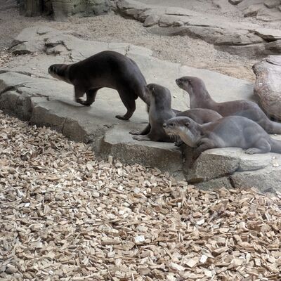 Dresdner Zoo 2026