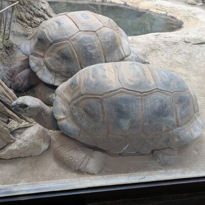 Dresdner Zoo 2026