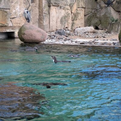 Dresdner Zoo 2026