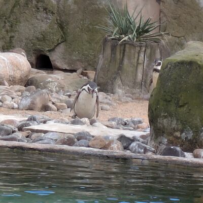Dresdner Zoo 2026