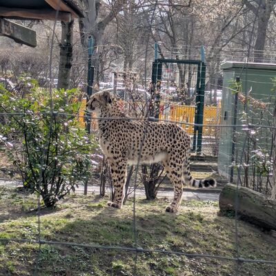 Dresdner Zoo 2026