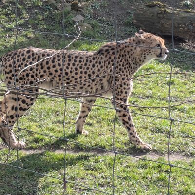 Dresdner Zoo 2026