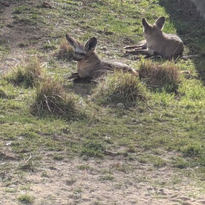 Dresdner Zoo 2026