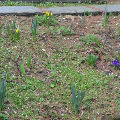 Frühlingsboten im Schulgarten Markneukirchen